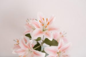 Pink Lilium